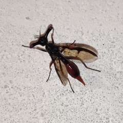Pseudopelmatops
