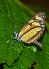 Dismorphia theucharila