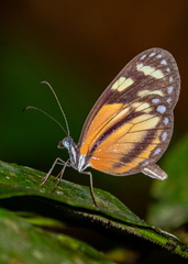 Dismorphia theucharila