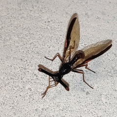 Pseudopelmatops