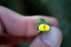 Aspalathus eustonbrownii