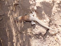 Liolaemus constanzae