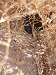 Liolaemus constanzae