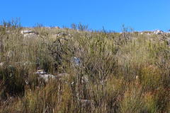 Aspalathus sceptrum-aureum