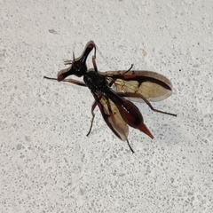 Pseudopelmatops