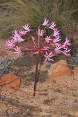 Brunsvigia striata