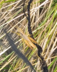 Dichromorpha elegans image