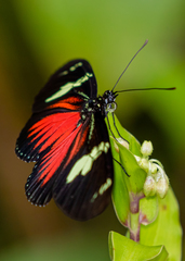 Heliconius doris obscurus