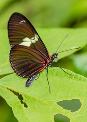 Heliconius doris obscurus