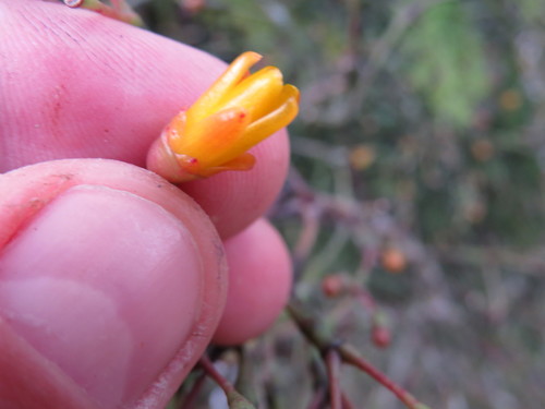 Image of Hatiora salicornoides by (c) Victor Farjalla Pontes, some rights reserved (CC BY)