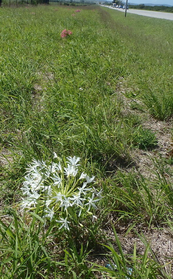 Brunsvigia gregaria, N2