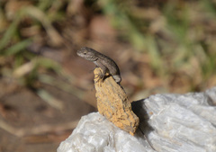 Sceloporus occidentalis