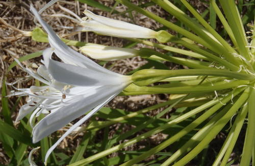 Brunsvigia gregaria