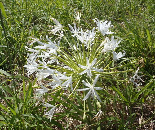 Brunsvigia gregaria