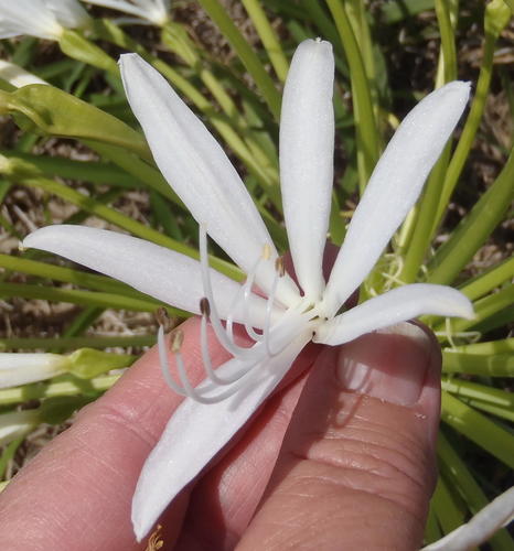 Brunsvigia gregaria