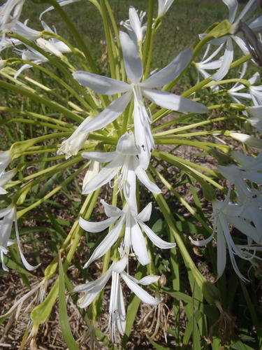 Brunsvigia gregaria