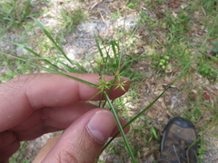 Cyperus