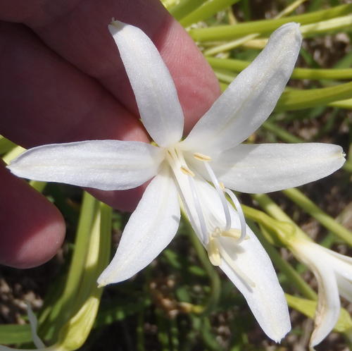 Brunsvigia gregaria