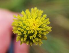 Lasiosiphon sericocephalus