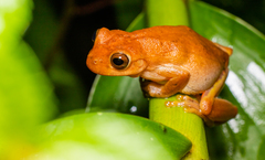Dendropsophus columbianus