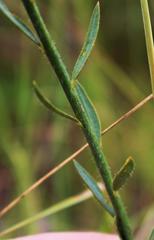 Lasiosiphon sericocephalus