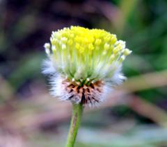 Lasiosiphon sericocephalus