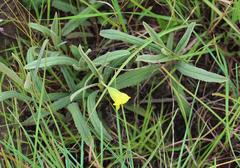 Hermannia lancifolia