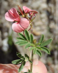 Indigofera punctata