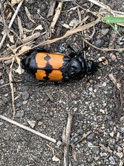 Nicrophorus guttula