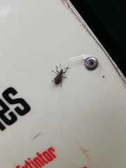Mimographus