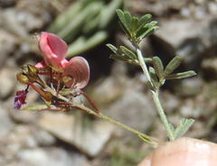 Indigofera punctata
