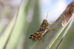 Agroecotettix modestus