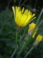 Crepis lampsanoides