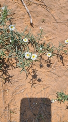 Munroa squarrosa