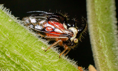 Cyphonia trifida
