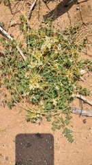 Munroa squarrosa