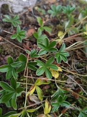 Alchemilla saxatilis