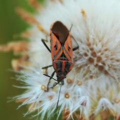Spilostethus rivularis