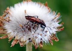 Spilostethus rivularis