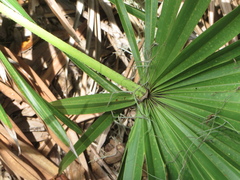 Serenoa repens
