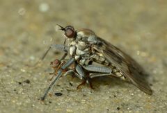 Thinempis otakouensis