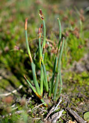 Elegia squamosa