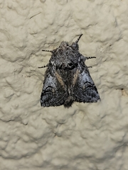 Astiptodonta aonides