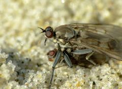 Thinempis otakouensis