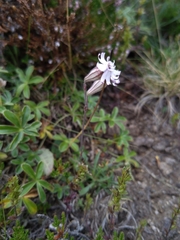 Silene ciliata