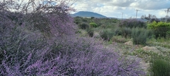 Muraltia scoparia