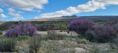 Muraltia scoparia