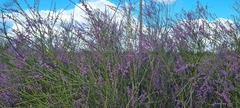 Muraltia scoparia