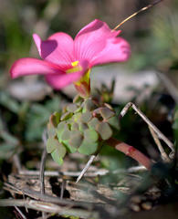 Oxalis convexula