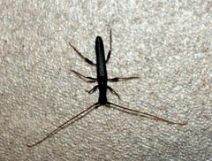 Trichopsathyrus modestus